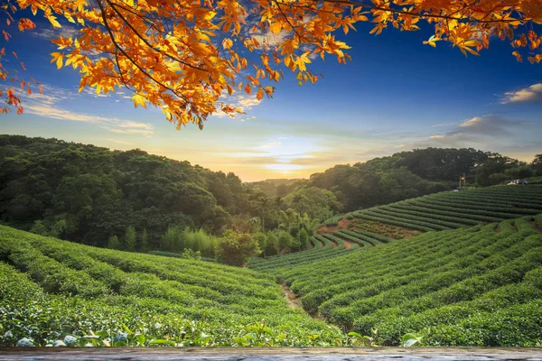 Tekopp i tabell natur bakgrunden i trädgården, varm ton, Tai — Stockfoto