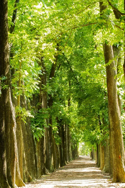 Árboles del bosque de otoño, naturaleza madera verde luz del sol fondo —  Fotos de Stock