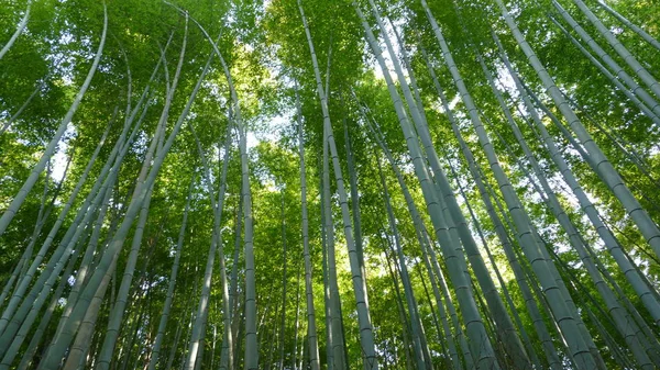 Arashiyama dağın Kyoto Japonya ünlü Simgesel Yapı ile turist için