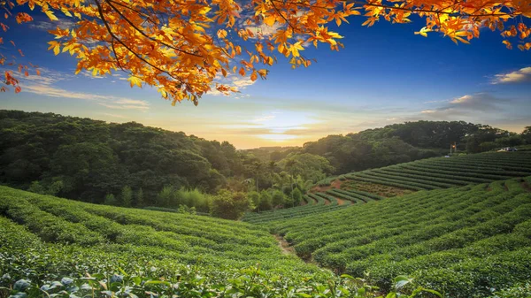 Tazza di tè sul tavolo sfondo della natura in giardino, tono caldo, Tai — Foto Stock