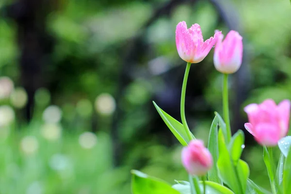 Bellissimo fiore tuplip e sfondo foglia verde in giardino — Foto Stock