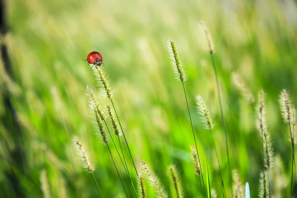 Mooie lieveheersbeestje op een plant reed met extra groene lege ruimte — Stockfoto