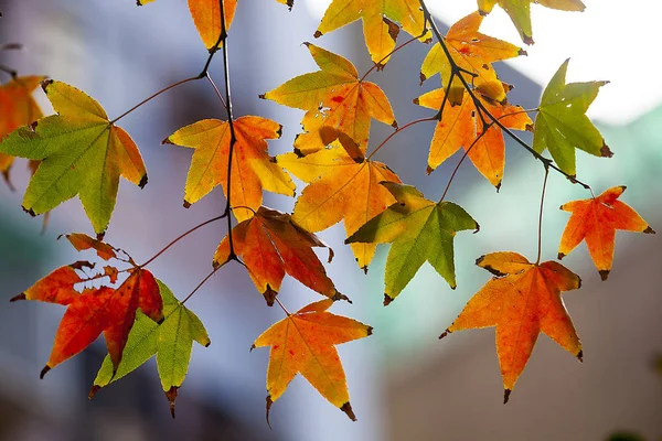 Maple leaf red autumn sunset tree blurred background — Stock Photo, Image