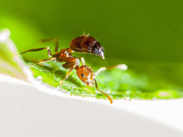 Ant stand on the leaf like just walk there to do something — Stock Photo, Image