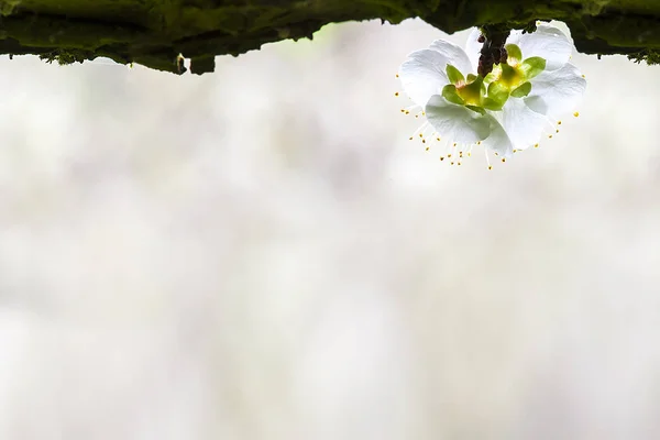 Švestka květ izolovaných na bílém pozadí — Stock fotografie