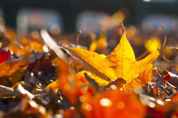 Hoja de arce rojo otoño puesta del sol árbol fondo borroso — Foto de Stock