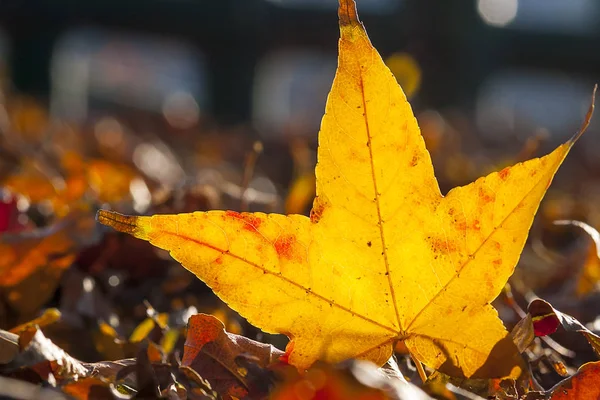 Hoja de arce rojo otoño puesta del sol árbol fondo borroso — Foto de Stock