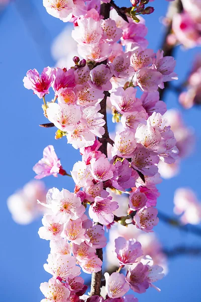 樱花盛开，粉色樱花花与漂亮的蓝色天空的颜色 — 图库照片