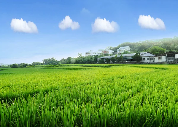 Schöner Himmel mit schönen Reisplätzen und Farben — Stockfoto