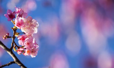 kiraz çiçeği, pembe sakura çiçek güzel mavi gök rengiyle