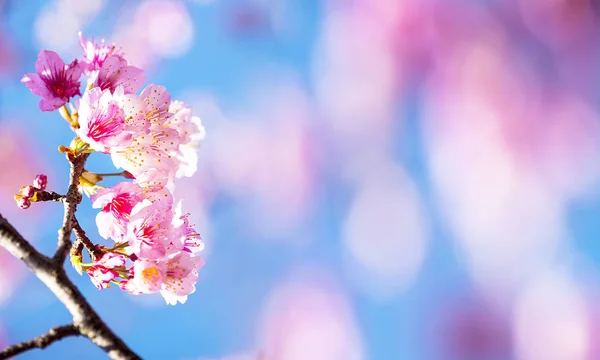 Fiore di ciliegio, rosa sakura fiore con bel colore del cielo bule — Foto Stock