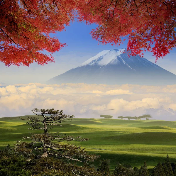 Beautiful field with red maple and mountain behind the tree — Stock Photo, Image