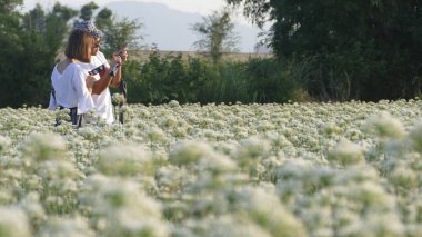 Sonbahardan önce güzel Daxi pırasa çiçek içine Eylül