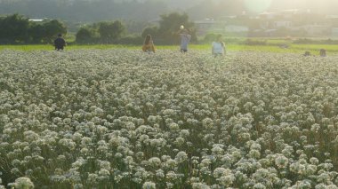 Sonbahardan önce güzel Daxi pırasa çiçek içine Eylül