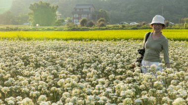 Sonbahardan önce güzel Daxi pırasa çiçek içine Eylül