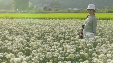 Sonbahardan önce güzel Daxi pırasa çiçek içine Eylül