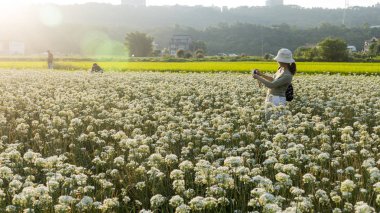 Sonbahardan önce güzel Daxi pırasa çiçek içine Eylül
