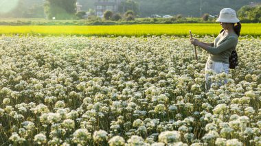 Sonbahardan önce güzel Daxi pırasa çiçek içine Eylül