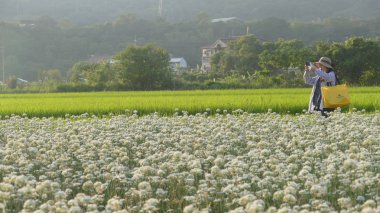 Sonbahardan önce güzel Daxi pırasa çiçek içine Eylül