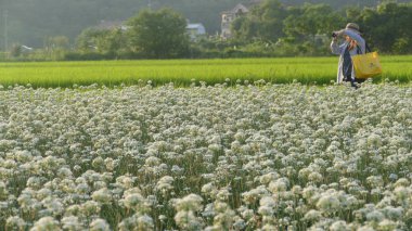 Sonbahardan önce güzel Daxi pırasa çiçek içine Eylül
