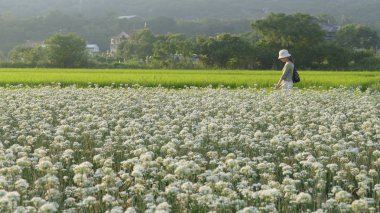 Sonbahardan önce güzel Daxi pırasa çiçek içine Eylül