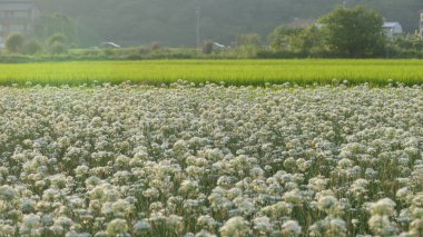 Sonbahardan önce güzel Daxi pırasa çiçek içine Eylül