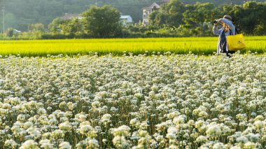 Sonbahardan önce güzel Daxi pırasa çiçek içine Eylül