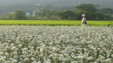Sonbahardan önce güzel Daxi pırasa çiçek içine Eylül