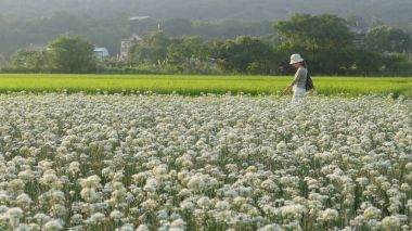 Sonbahardan önce güzel Daxi pırasa çiçek içine Eylül