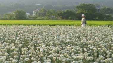 Sonbahardan önce güzel Daxi pırasa çiçek içine Eylül