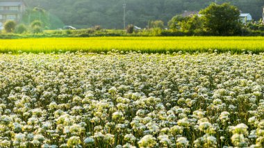 Sonbahardan önce güzel Daxi pırasa çiçek içine Eylül