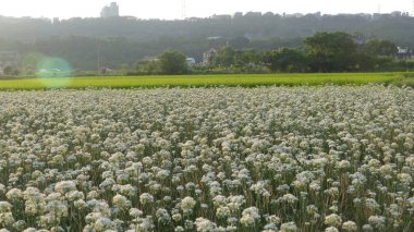 Sonbahardan önce güzel Daxi pırasa çiçek içine Eylül