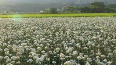Sonbahardan önce güzel Daxi pırasa çiçek içine Eylül
