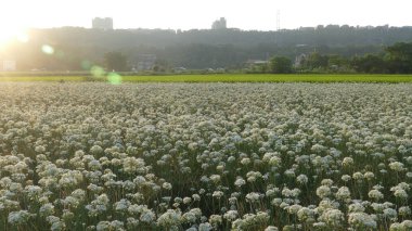 Sonbahardan önce güzel Daxi pırasa çiçek içine Eylül
