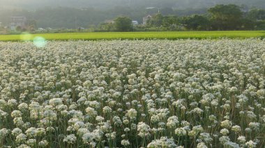 Sonbahardan önce güzel Daxi pırasa çiçek içine Eylül