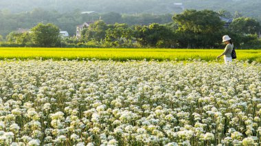 Sonbahardan önce güzel Daxi pırasa çiçek içine Eylül