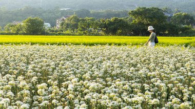 Sonbahardan önce güzel Daxi pırasa çiçek içine Eylül
