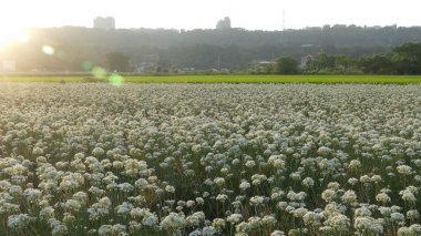 Sonbahardan önce güzel Daxi pırasa çiçek içine Eylül