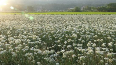 Sonbahardan önce güzel Daxi pırasa çiçek içine Eylül