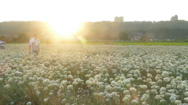 Sonbahardan önce güzel Daxi pırasa çiçek içine Eylül