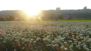 Sonbahardan önce güzel Daxi pırasa çiçek içine Eylül