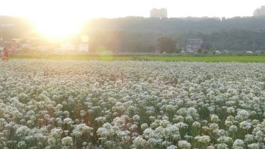 Sonbahardan önce güzel Daxi pırasa çiçek içine Eylül