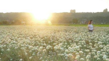 Sonbahardan önce güzel Daxi pırasa çiçek içine Eylül