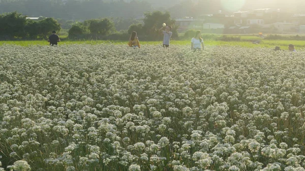 Sonbahardan önce güzel Daxi pırasa çiçek içine Eylül