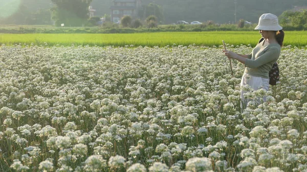 Sonbahardan önce güzel Daxi pırasa çiçek içine Eylül