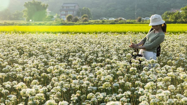 Sonbahardan önce güzel Daxi pırasa çiçek içine Eylül