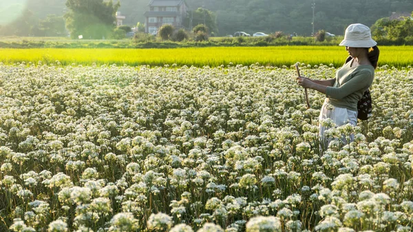 Sonbahardan önce güzel Daxi pırasa çiçek içine Eylül