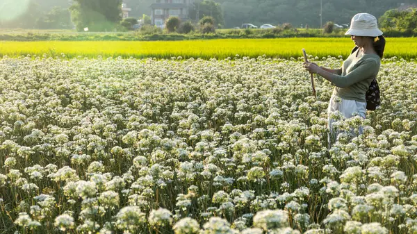 Sonbahardan önce güzel Daxi pırasa çiçek içine Eylül