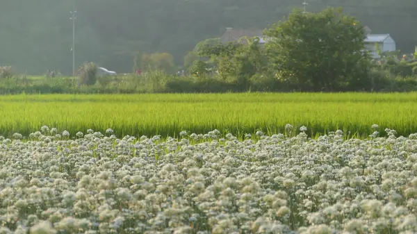 Sonbahardan önce güzel Daxi pırasa çiçek içine Eylül