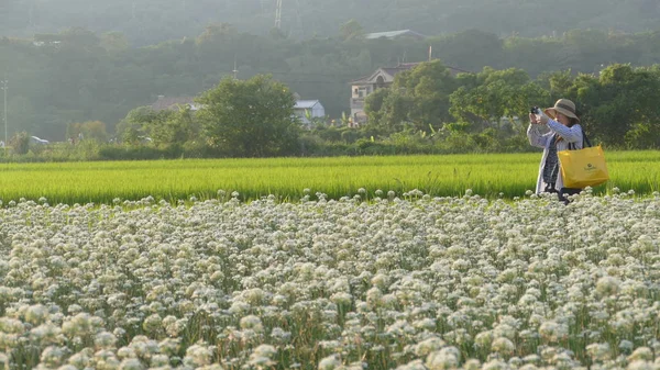 Sonbahardan önce güzel Daxi pırasa çiçek içine Eylül
